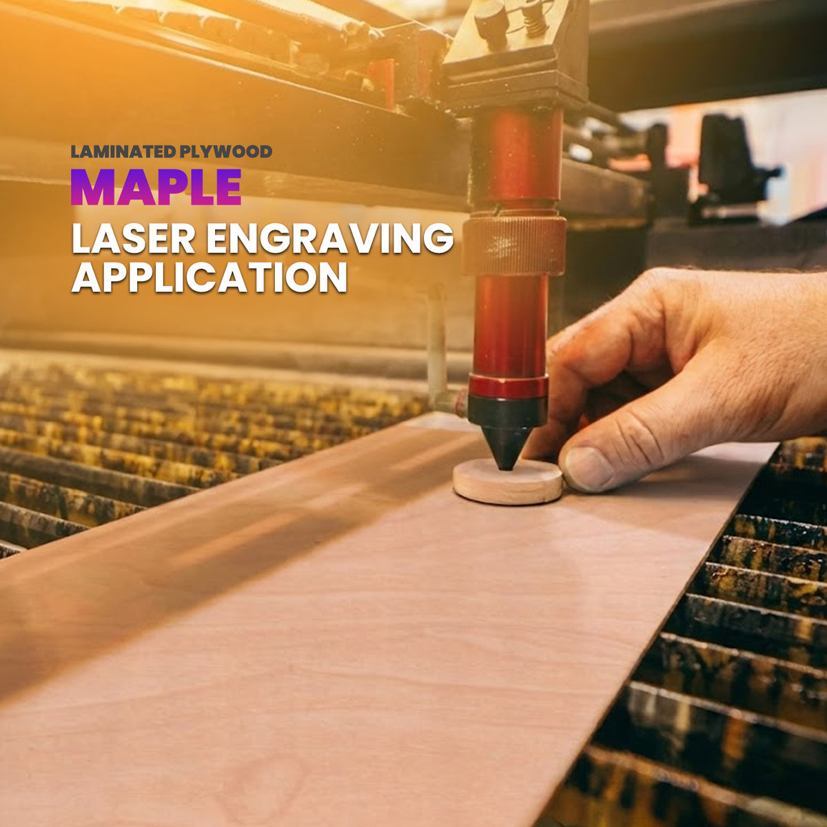 Maple Laminated Plywood